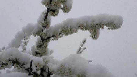 Qubaya qar yağdı FOTO