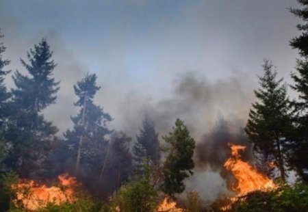 Türkiyənin Hatay vilayətində meşələr yanır