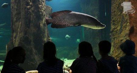 Bakıda hər kəsin sevimlisi olacaq tikili: Akvaterrarium yaradılır