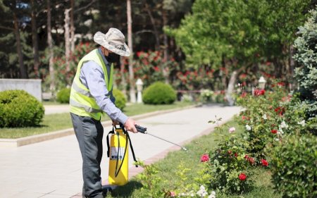 Azərbaycanda hazırda 56 min insan ödənişli ictimai işlərdə çalışır