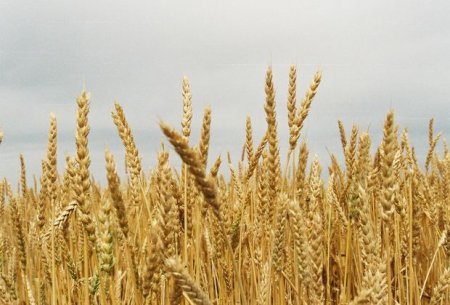 Ərzaqlıq buğdanın dövlət tədarük qiyməti AÇIQLANDI