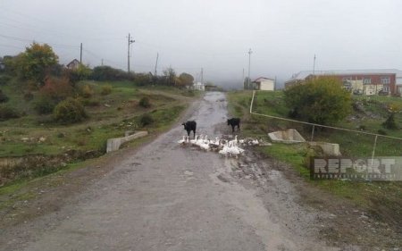 Oğuzda uzun illərdir təmir olunmayan yol yararsız vəziyyətə düşüb - FOTO